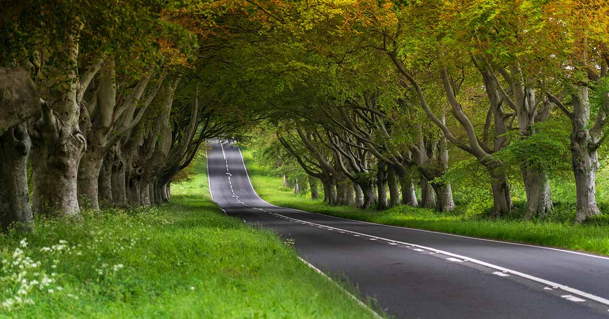Beech trees lining the road between Wimborne and Blandford, Dorset