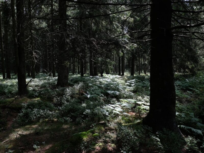 Verwood town centre — Bespoke web design for Verwood businesses by Lightly Salted