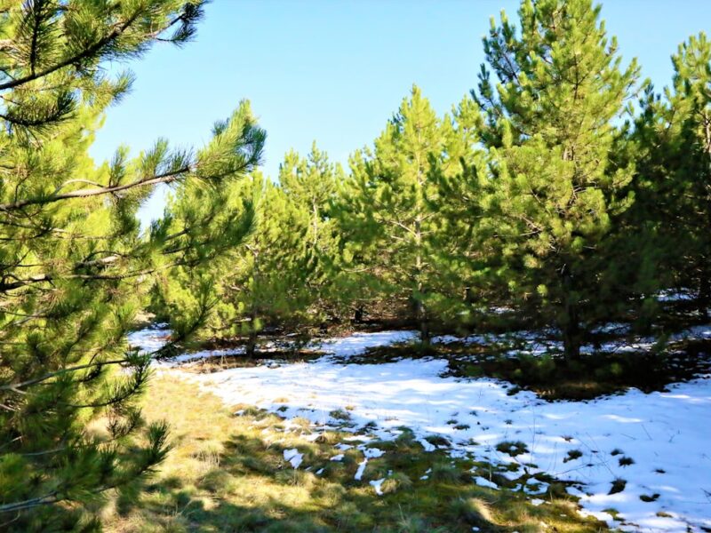 West Moors village — Bespoke web design for West Moors businesses by Lightly Salted